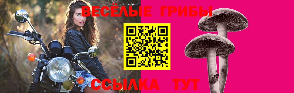Псилоцибиновые грибы Psilocybine cubensis Краснотурьинск